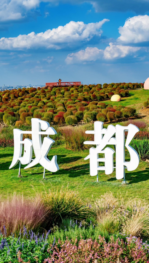成都人，粉黛+地肤，空港花田给你独属的秋日浪漫！