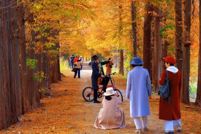 初冬限定！威海藏了片 “红杉秘境”，随手拍都是壁纸级美照