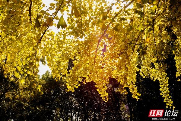 岁暖时刻丨株洲市市中心的“文化绿洲”，叠满文化buff的公园