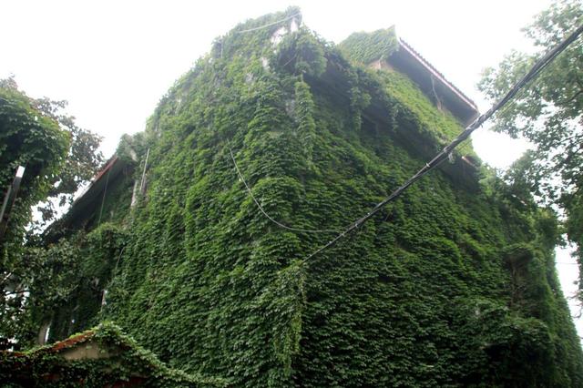 江苏苏州：绿色爬山虎为街头添景