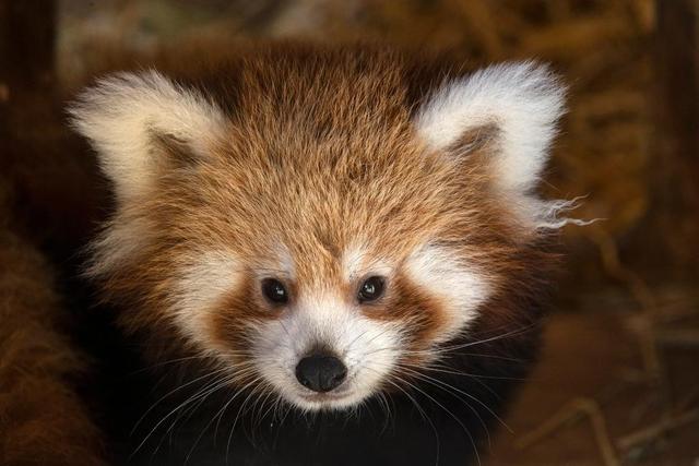 世界微笑日丨那些“天生爱笑”的萌物们