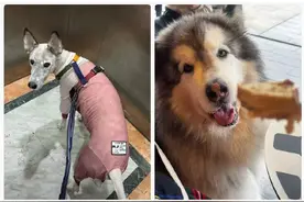 户外爱好者注意，蜱虫叮咬进入高发期！专家提醒：可引发严重疾病，被叮咬要尽快就医图片