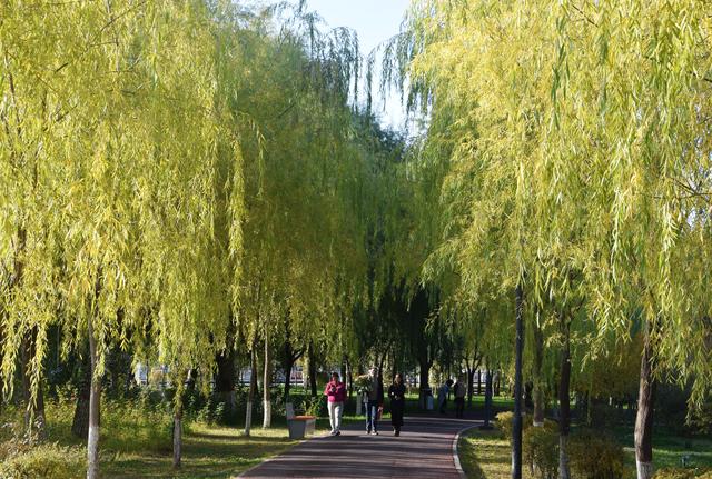 组图丨天马湖秋暖 晴光染岸香