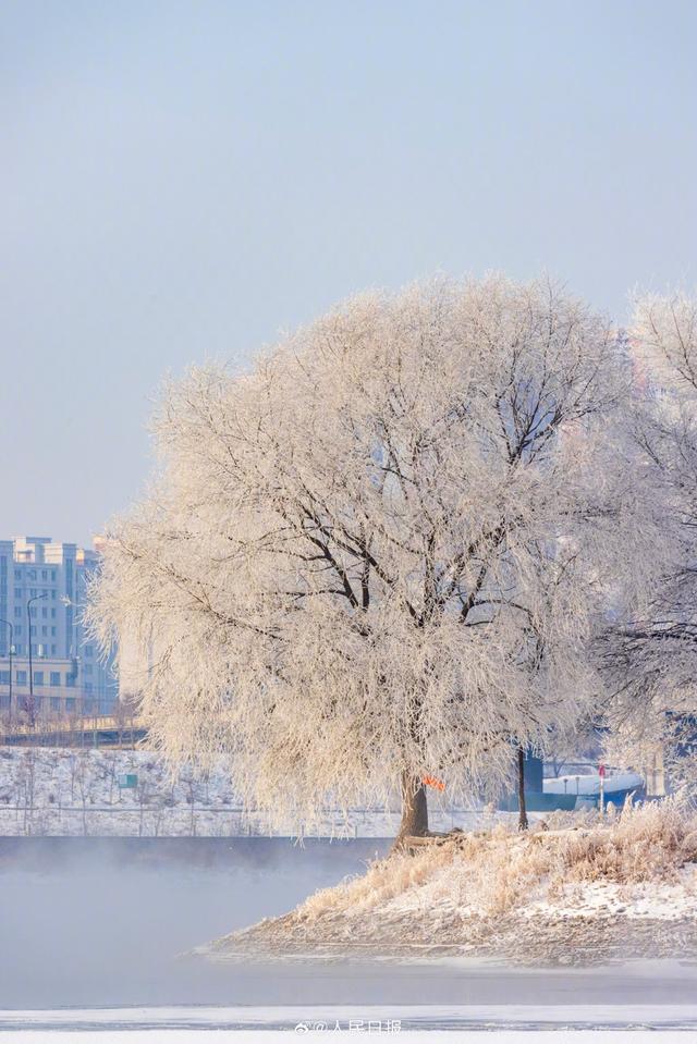 冬日画卷！吉林绝美雾凇上线