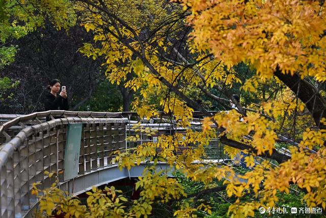 泉城公园绘秋日盛景，市民游客打卡忙