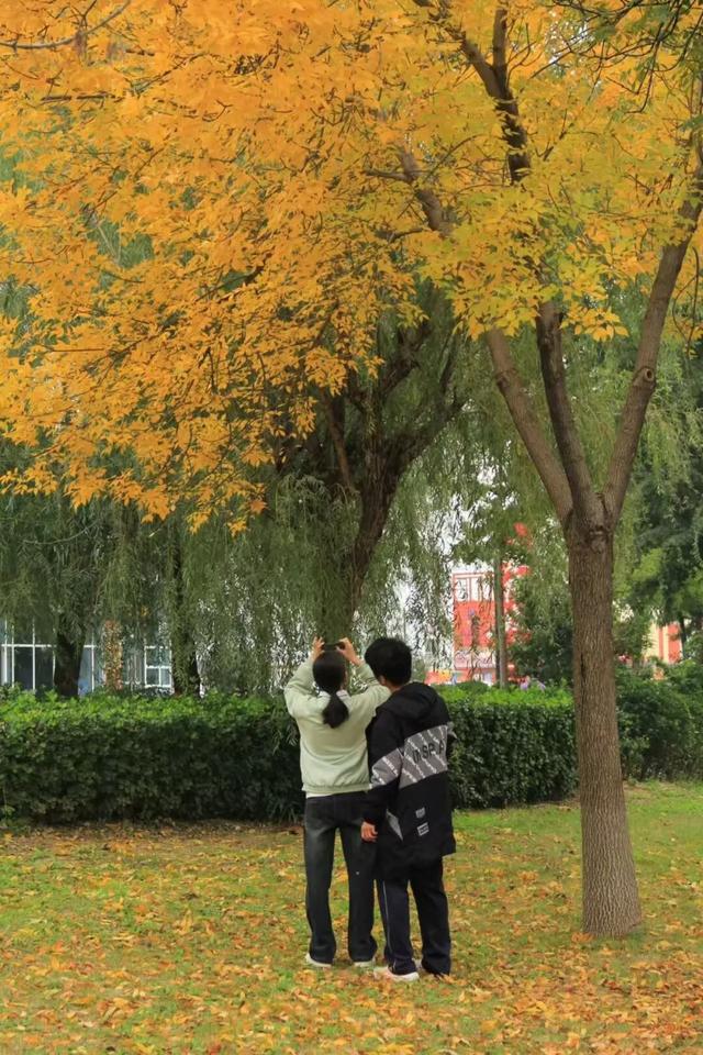 坊子区7处“落叶缓扫”超出片，快来打卡~