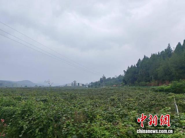 行走江河看中国丨丹江口杏花村的“杏福”蜕变记