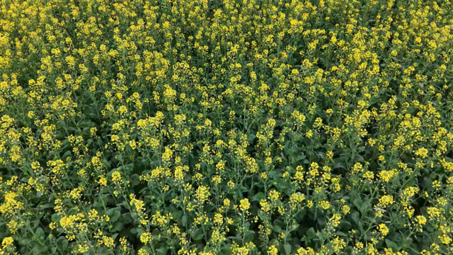 没看错！云南第一波油菜花已经金灿灿啦