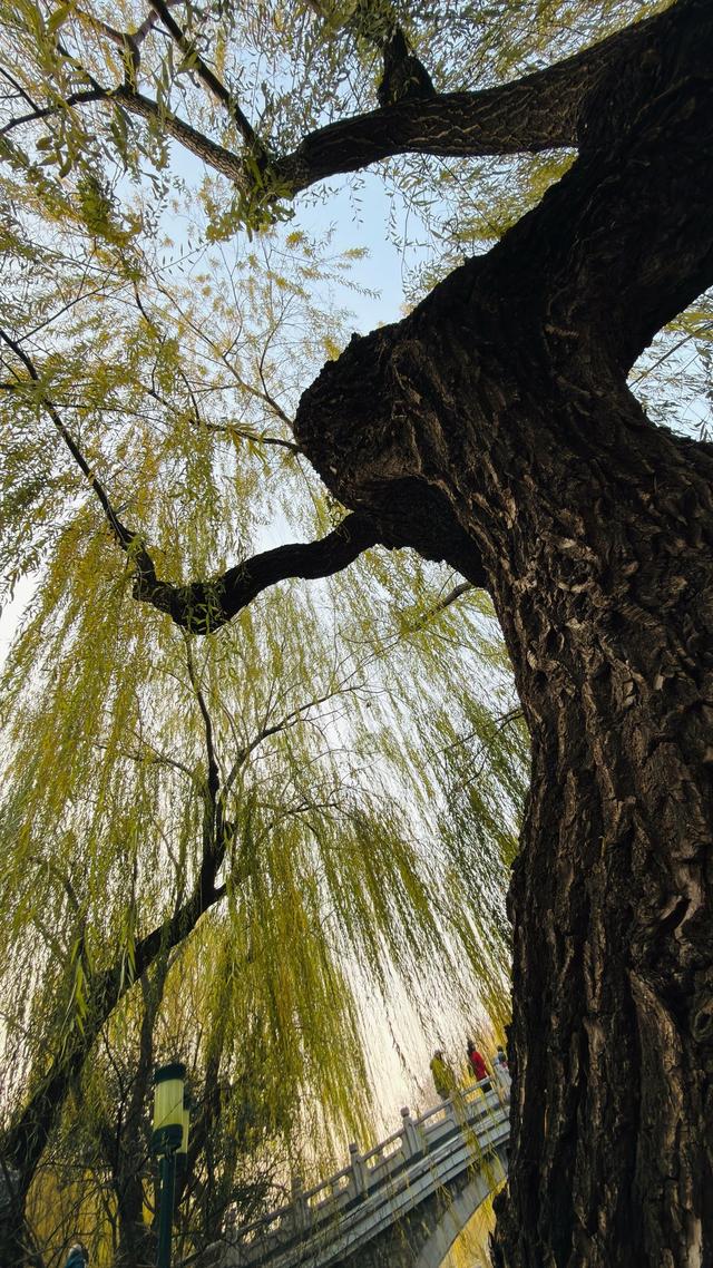 新视界｜济南护城河公园：清泉映垂柳 游客乐冬游