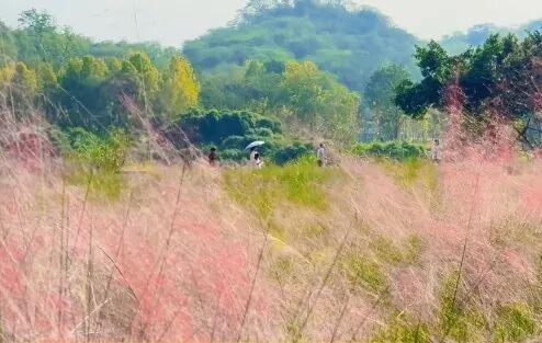 期待！重庆将新增一个湿地公园，开放时间→