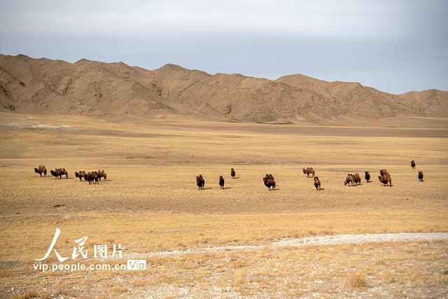 甘肃阿克塞：高原秋景入画来