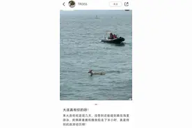 大连惊现梅花鹿在大海里游泳！原因是……图片