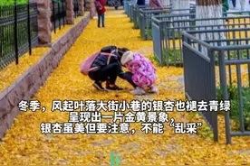 街头的银杏叶和银杏果路过千万不要采，有毒！可能会导致生命危险。图片
