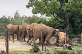 上海野生动物园非洲象遭象群霸凌？园区回应：公象本能争夺行为，需理性看待图片