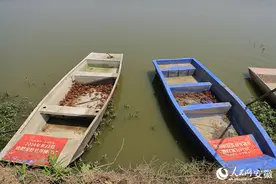 合肥龙虾，开捕！图片