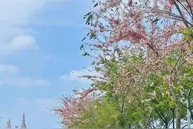 春游正当时！海南这条赏花线路入选国家级推荐图片