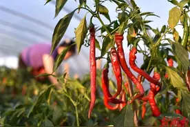 看湖南｜“多的优起来、大的强起来”，这个县的山货身价大涨图片