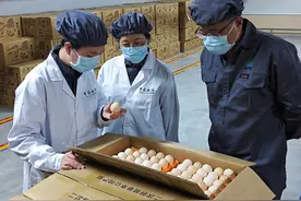 我国自主培育的“广明2号”白羽肉鸡扬帆出海图片