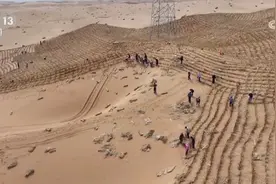 沙漠里放牧种地，安排！“新能源+治沙”让“黄皮肤”披新绿图片