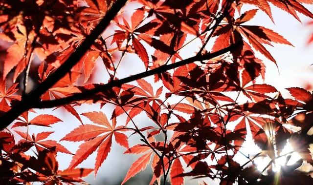 重阳登高栖霞山！玩心不“老”很嗨皮~