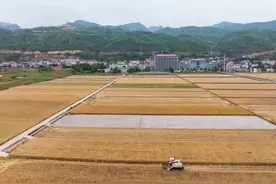 保康：风吹麦浪穗飘香 小麦开镰收割忙图片