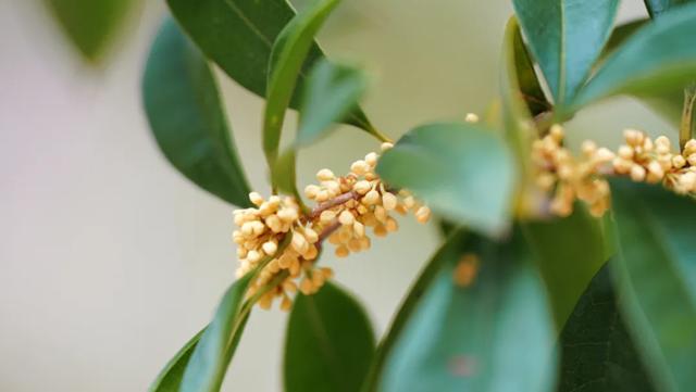 难得一见!10月“樱桂同框”,预计还将持续几天