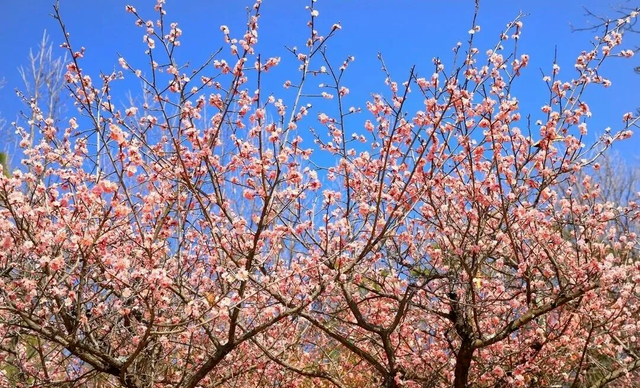 跟着滇超游昆明 | 歪歪歪！有“梅”有人告诉你，黑龙潭的梅花都开好了