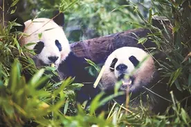 旅德大熊猫兄弟平安抵达成都图片