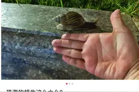 雨后大量出现，广州街坊：一墙都是看得头皮发麻……提醒：不要碰也不要吃！图片