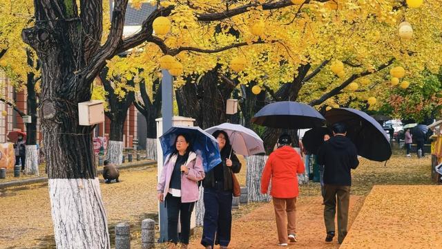 丹东百年银杏大道静候八方来客