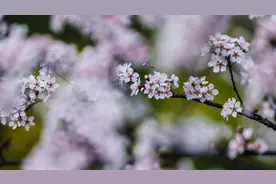 春和景明，上海高校的繁花盛开图片