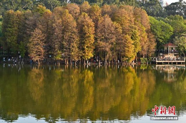 广东广州：落羽杉渐红添冬意