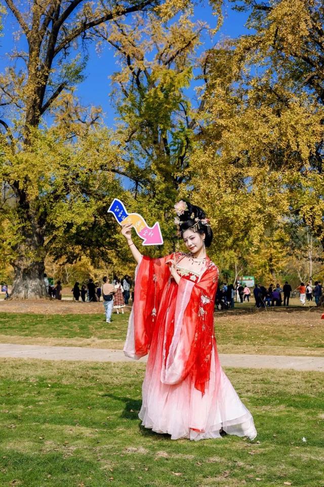 黄都黄了，不如来银杏谷走走