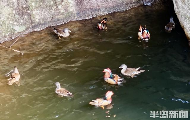 十余只鸳鸯“做客”崂山龙潭水库 深秋生态画卷添灵动生机