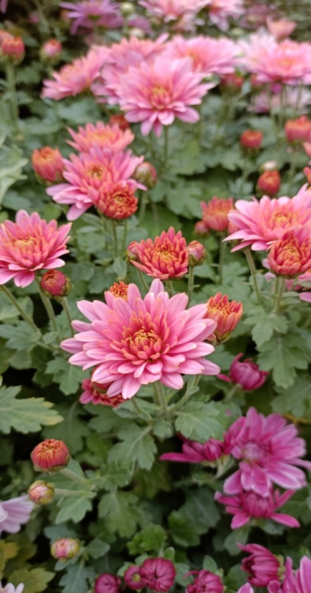 “花开北京·菊韵金秋”丨2025北京菊花文化节在北海公园盛大启幕
