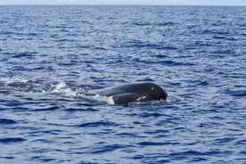 科学家尝试破译抹香鲸语言图片