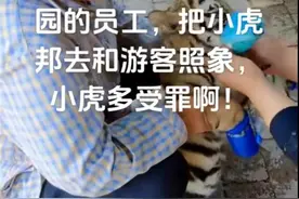动物园给幼虎嘴爪戴套供游客合影，如此赚钱才“夸张”！图片