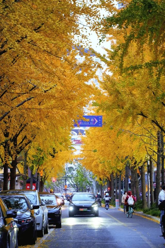 "全上海人都来了吧…"今天这条路什么情况？大堵车！还有30万人抢破头↗