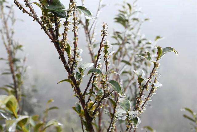 闽侯大湖雨凇美景“限时返场”