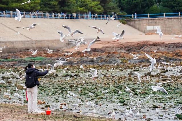 治愈天花板！快来“鸥”遇冬日山东
