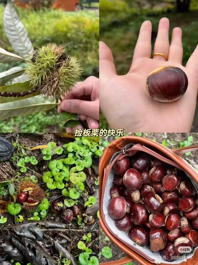 在淮安，寻找属于秋天的浪漫