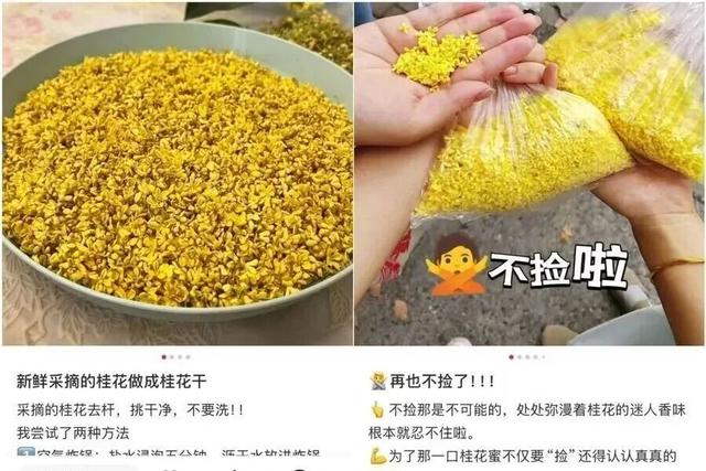 最佳观赏期！福州满城都是！但千万别吃……