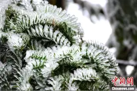 浙江天台：雾凇满枝头 游客画中游图片