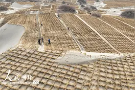 甘肃金塔：压沙筑牢生态防线 守护绿色家园图片