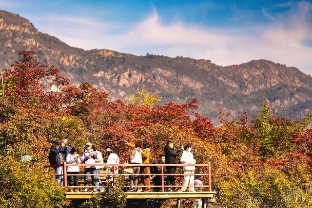 坡峰岭红叶进入最佳观赏期，近万米登山步道已全面开放