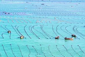 近日，荣成市各大海洋牧场的海带养殖区图片