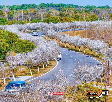 跟着地图赏秋色 荆州发布城区“落叶缓扫”地图