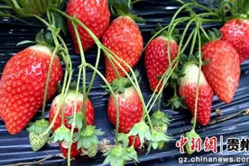 习水县温水镇：冬日草莓上市图片