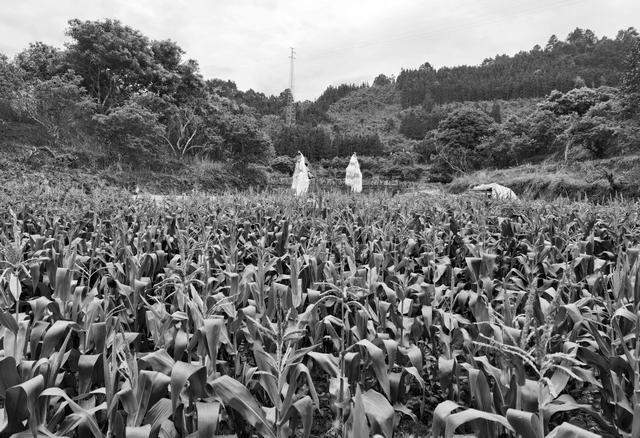 边境上的那一片玉米地