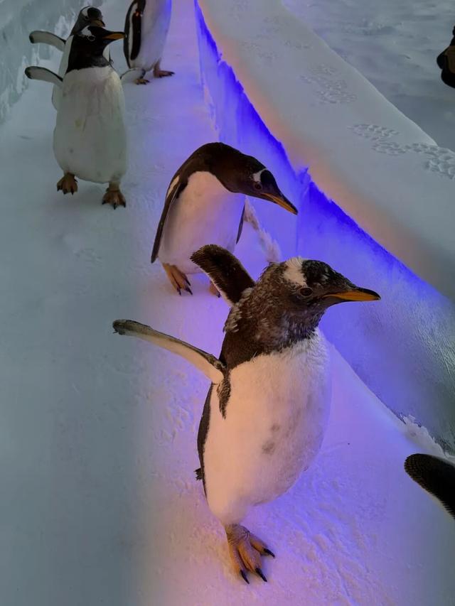 就在本周六，参加2026来内蒙古过大年启动仪式！看王婆、逛市集、玩冰雪